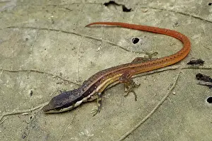 Loreto: White-striped eyed lizard