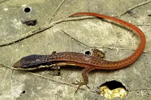 Loreto: White-striped eyed lizard