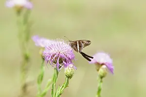 Longtail: White-striped Longtail Butterfly