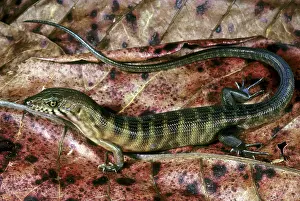 Skink: White-striped Skink