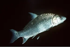 Sucker: WHITE SUCKER FISH - SIDEVIEW