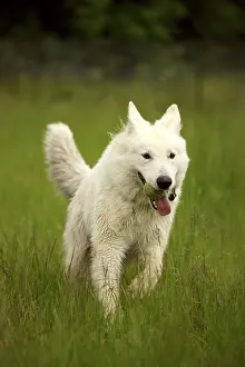 Balloons: White Swiss Sheepdog playing with a ball in a meadow