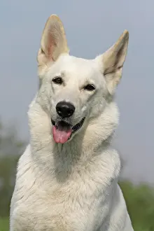 Berger: White Swiss Shepherd, Berger Blanc Suisse, portrait