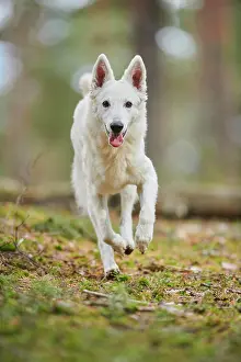 Berger: White Swiss Shepherd Dog (Berger Blanc Suisse)