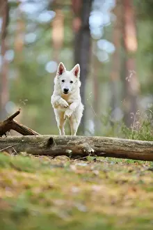 Berger: White Swiss Shepherd Dog (Berger Blanc Suisse)