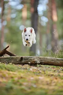 Berger: White Swiss Shepherd Dog (Berger Blanc Suisse)