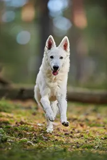 Berger: White Swiss Shepherd Dog (Berger Blanc Suisse)