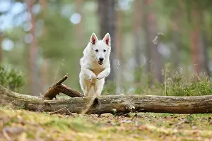 Berger: White Swiss Shepherd Dog (Berger Blanc Suisse)