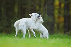 Berger: White Swiss Shepherd Dog (Berger Blanc Suisse) mother