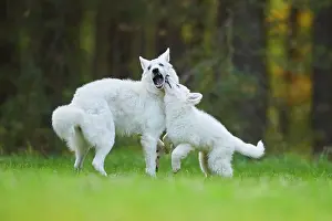 Berger: White Swiss Shepherd Dog (Berger Blanc Suisse) mother