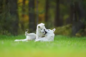 Berger: White Swiss Shepherd Dog (Berger Blanc Suisse) mother
