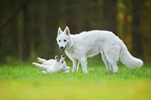 Berger: White Swiss Shepherd Dog (Berger Blanc Suisse) mother