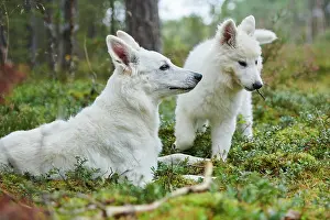 Berger: White Swiss Shepherd Dog (Berger Blanc Suisse) mother