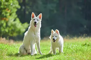 Berger: White Swiss Shepherd Dog (Berger Blanc Suisse) mother