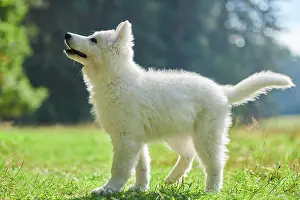 Berger: White Swiss Shepherd Dog (Berger Blanc Suisse) puppy