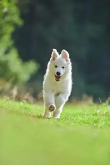 Berger: White Swiss Shepherd Dog (Berger Blanc Suisse) puppy