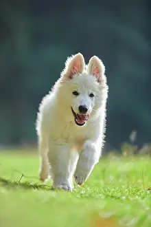 Berger: White Swiss Shepherd Dog (Berger Blanc Suisse) puppy