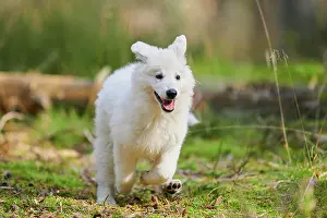 Berger: White Swiss Shepherd Dog (Berger Blanc Suisse) puppy