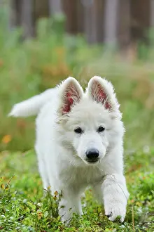 Berger: White Swiss Shepherd Dog (Berger Blanc Suisse) puppy