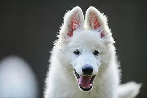 Berger: White Swiss Shepherd Dog (Berger Blanc Suisse) puppy