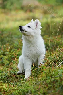 Berger: White Swiss Shepherd Dog (Berger Blanc Suisse) puppy