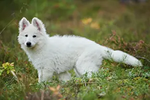 Berger: White Swiss Shepherd Dog (Berger Blanc Suisse) puppy