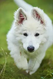 Berger: White Swiss Shepherd Dog (Berger Blanc Suisse) puppy
