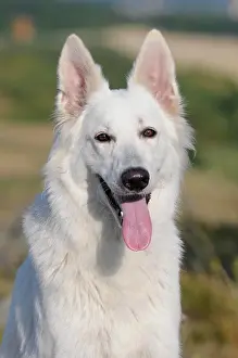 Alsatian: White Swiss Shepherd Dog, bitch, animal portrait