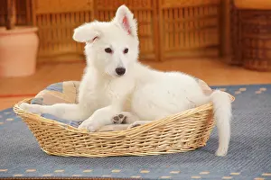 Berger: White Swiss shepherd dog, puppy, 14 weeks, lying