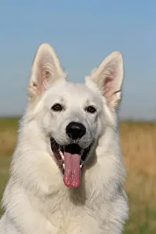 Schweizer: White Swiss Shepherd, male, portrait Weisser Schweizer