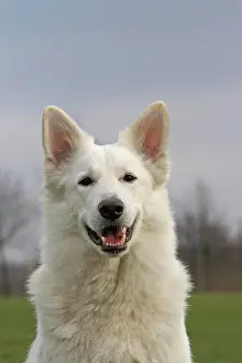 Schweizer: White Swiss Shepherd, portrait Weisser Schweizer