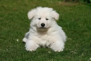 Friskily: White Swiss Shepherd puppy, 7 weeks old, lying on
