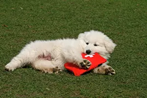 Friskily: White Swiss Shepherd puppy, 8 weeks old, lying in