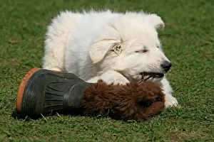 Friskily: White Swiss Shepherd puppy, 8 weeks old, playing