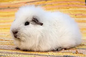 Teddy: White Swiss Teddy Guinea Pig