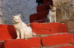 Santorini: White & Tabby Cat - on red steps