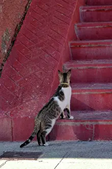 Stair: White tabby cat in front of red stone staircase