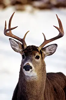 Whitetail: White-tail deer - buck