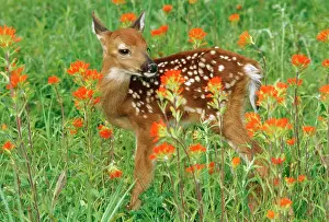 Paintbrushes: White-tail Deer - fawn in orange paintbrush wild