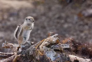 Ammospermophilus: White-tailed Antelope Squirrel