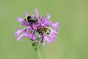 Lucorum: White-tailed Bumble Bee and Bee Beetle (Trichius