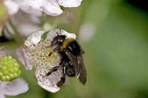 Fruticosus: White-tailed Bumble Bee - Gathering pollen and