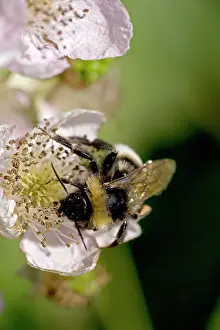 Fruticosus: White-tailed Bumble Bee - Gathering pollen and