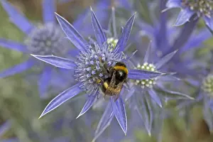 Bombus: White-tailed bumblebee, Bombus leucorum with full