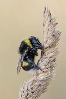 Bombus: White-tailed Bumblebee (Bombus lucorum), Lower Saxony