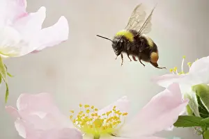 Bombus: White-tailed bumblebee (Bombus lucorum), in flight