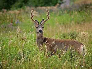 Whitetail: White-tailed Deer