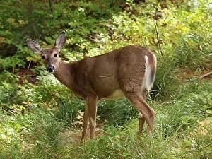 Whitetail: White-tailed Deer