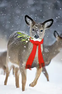 Scarves: White-tailed Deer