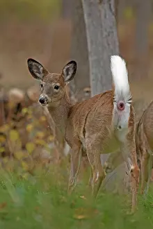 Lifted: White-tailed Deer